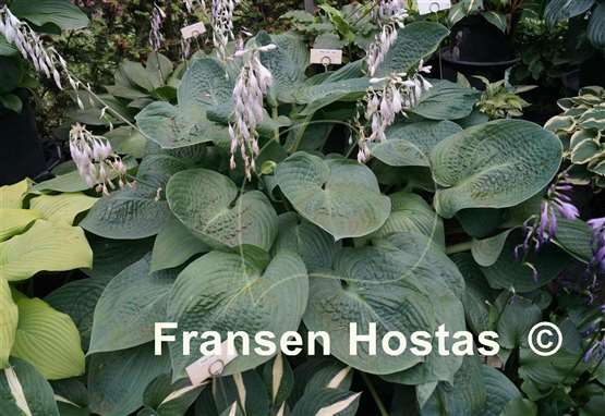 Hosta Ming Jade